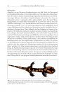 Die Gattung Salamandra: Geschichte, Biologie, Systematik, Zucht [The Genus Salamandra: History, Ecology, Systematics, Captive Breeding]
