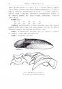 Fauna Sinica Invertebrata, Volume 56: Mollusca, Gastropoda, Strombacea & Naticacea [Chinese]