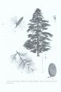A Handbook of the World's Conifers (2-Volume Set)