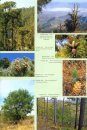 A Handbook of the World's Conifers (2-Volume Set)