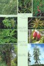 A Handbook of the World's Conifers (2-Volume Set)