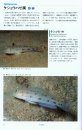 Gobies of Japanese Waters [Japanese]