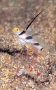 Gobies of Japanese Waters [Japanese]