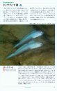 Gobies of Japanese Waters [Japanese]
