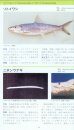 A Photographic Guide to the Fishes in Tokyo Bay [Japanese]