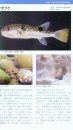 A Photographic Guide to the Fishes in Tokyo Bay [Japanese]