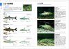Kurabete Wakaru Tansuigyo Tankōbon [Pictorial Field Guide to Japanese Freshwater Fishes]