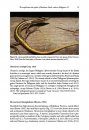 ZooKeys 624: The Amphibians and Reptiles of Mindanao Island, Southern Philippines, II