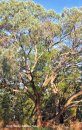 Eucalypts of the Mount Alexander Region