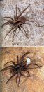 Welche Spinne ist Das?: 132 Spinnen Einfach Bestimmen [Which Spider is That?: Easily Identifying 132 Spiders]
