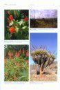 Beeplants of South Africa