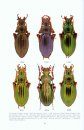 Calosoma, Carabus et Cychrus de France [Calosoma, Carabus and Cychrus of France]