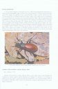 Calosoma, Carabus et Cychrus de France [Calosoma, Carabus and Cychrus of France]