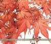 An Illustrated Guide to Japanese Maples for Garden Planting and Patio Pots