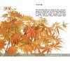 An Illustrated Guide to Japanese Maples for Garden Planting and Patio Pots