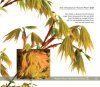 An Illustrated Guide to Japanese Maples for Garden Planting and Patio Pots