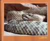 Rattlesnakes of Arizona, Volume 2: Conservation, Behavior, Venom, and Evolution