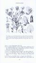 Flore du Cameroun, Volume 42 [English]