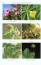 Medicinal Plants of the Andes and the Amazon