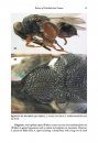 ZooKeys 576: Revision of the Family Chalcididae (Hymenoptera, Chalcidoidea) from Vietnam, with the Description of 13 New Species
