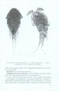 Fauna of the European North-East of Russia, Volume 12: Copepods (Copepoda) [Russian]