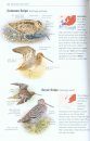 Birds of Europe, North Africa, and the Middle East