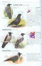 Birds of Europe, North Africa, and the Middle East