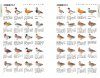 An Identification Guide to the Ducks of Japan [Japanese]