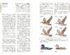An Identification Guide to the Ducks of Japan [Japanese]