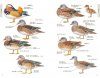 An Identification Guide to the Ducks of Japan [Japanese]