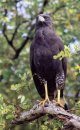 Raptors of Mexico and Central America