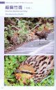 Biodiversity of Tengchong, Gaoligongshan [English / Chinese]