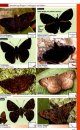 A Swift Guide to Butterflies of Mexico and Central America