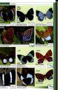 A Swift Guide to Butterflies of Mexico and Central America