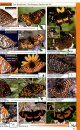 A Swift Guide to Butterflies of Mexico and Central America