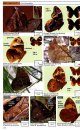 A Swift Guide to Butterflies of Mexico and Central America