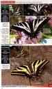 A Swift Guide to Butterflies of North America