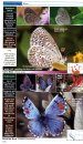 A Swift Guide to Butterflies of North America