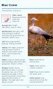 First Field Guide to Common Birds of Southern Africa
