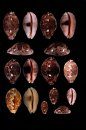 New Worldwide Cowries