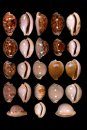 New Worldwide Cowries