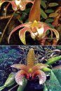 Wild Orchids of Cameron Highlands