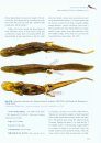Amphibians of China, Volume 1