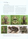 Amphibians of China, Volume 1
