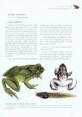 Amphibians of China, Volume 1