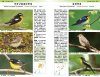 A Photographic Guide to the Birds of Japan and North-East Asia [Japanese]