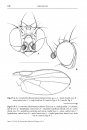 Agromyzidae (Diptera) of Hungary, Volume 2: Phytomyzinae I