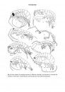 Marine and Freshwater Amphipoda from the Baltic Sea and Adjacent Territories