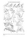 Marine and Freshwater Amphipoda from the Baltic Sea and Adjacent Territories