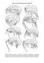Marine and Freshwater Amphipoda from the Baltic Sea and Adjacent Territories